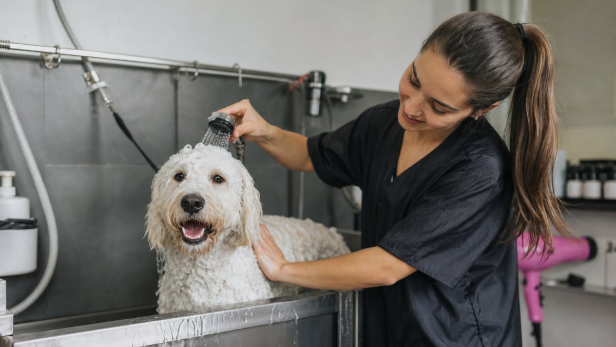 Presupuesto de peluquería canina